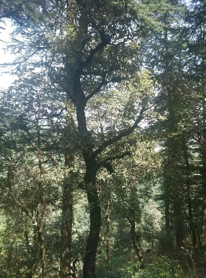 V Resorts Nature Heaven Koti Shimla
